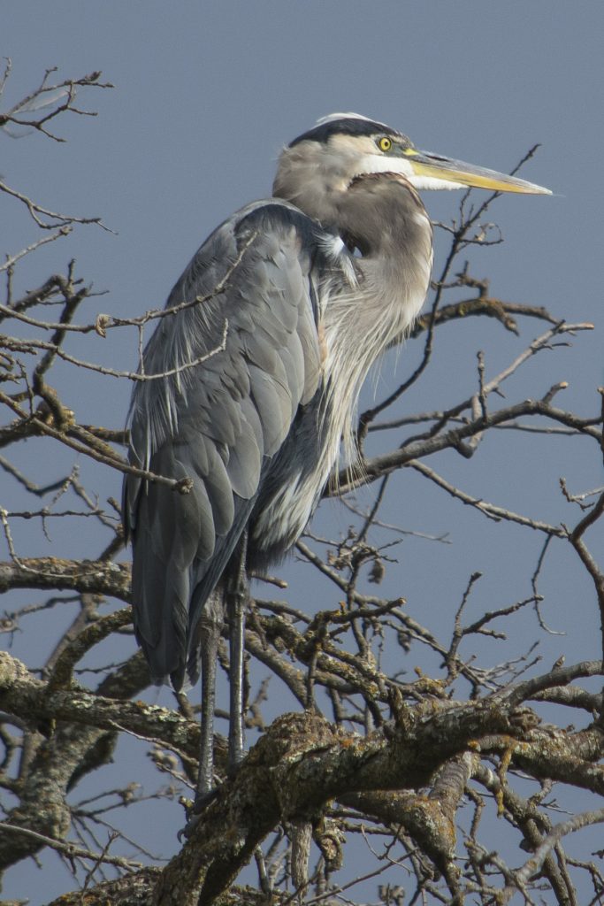 heron large