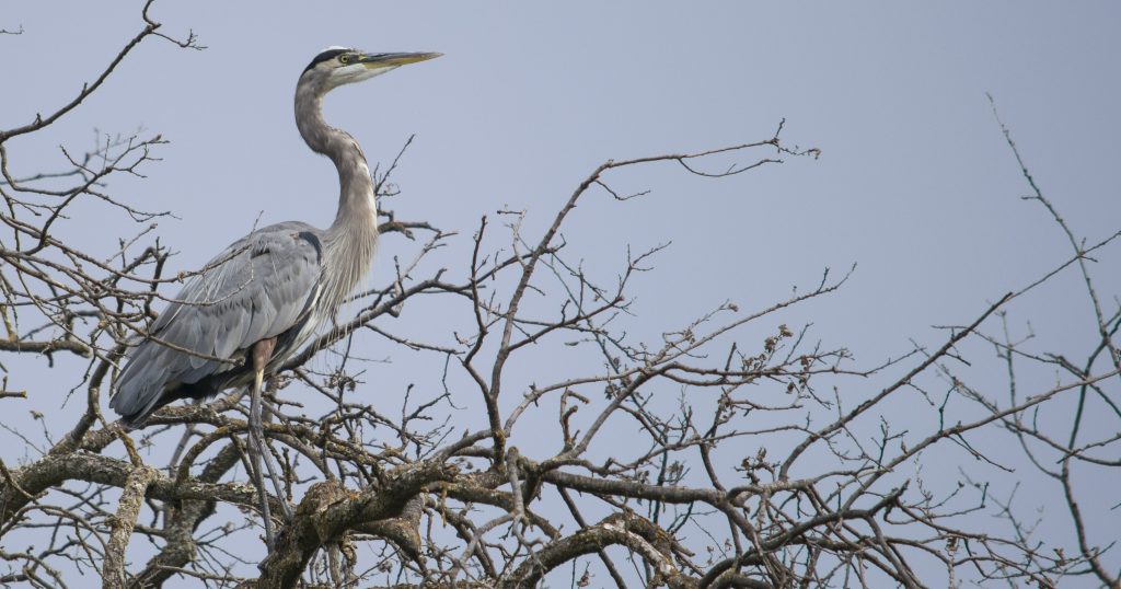 Great Blue Heron vs Red Shouldered Hawk, 2021