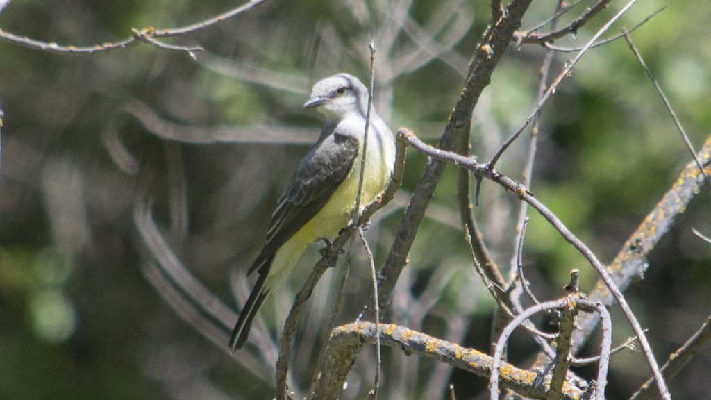 Western Kingbird