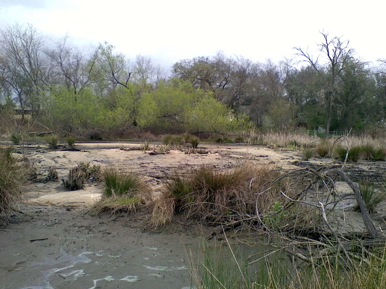 MonteVerde creek Mar 2011