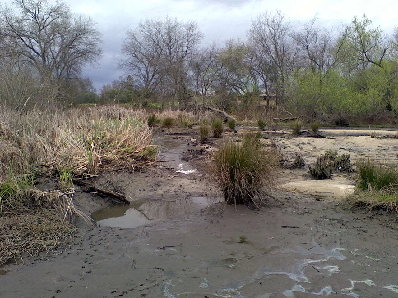 MonteVerde creek 3/25/2011