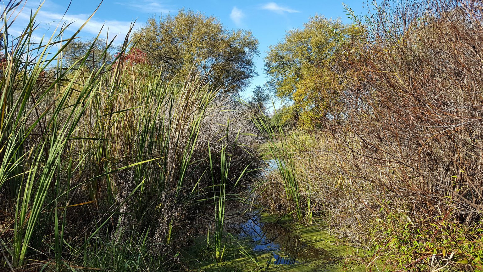 Heavy October Rainfall Alters Monte Verde Creek Pathway - Rocklin Wetlands