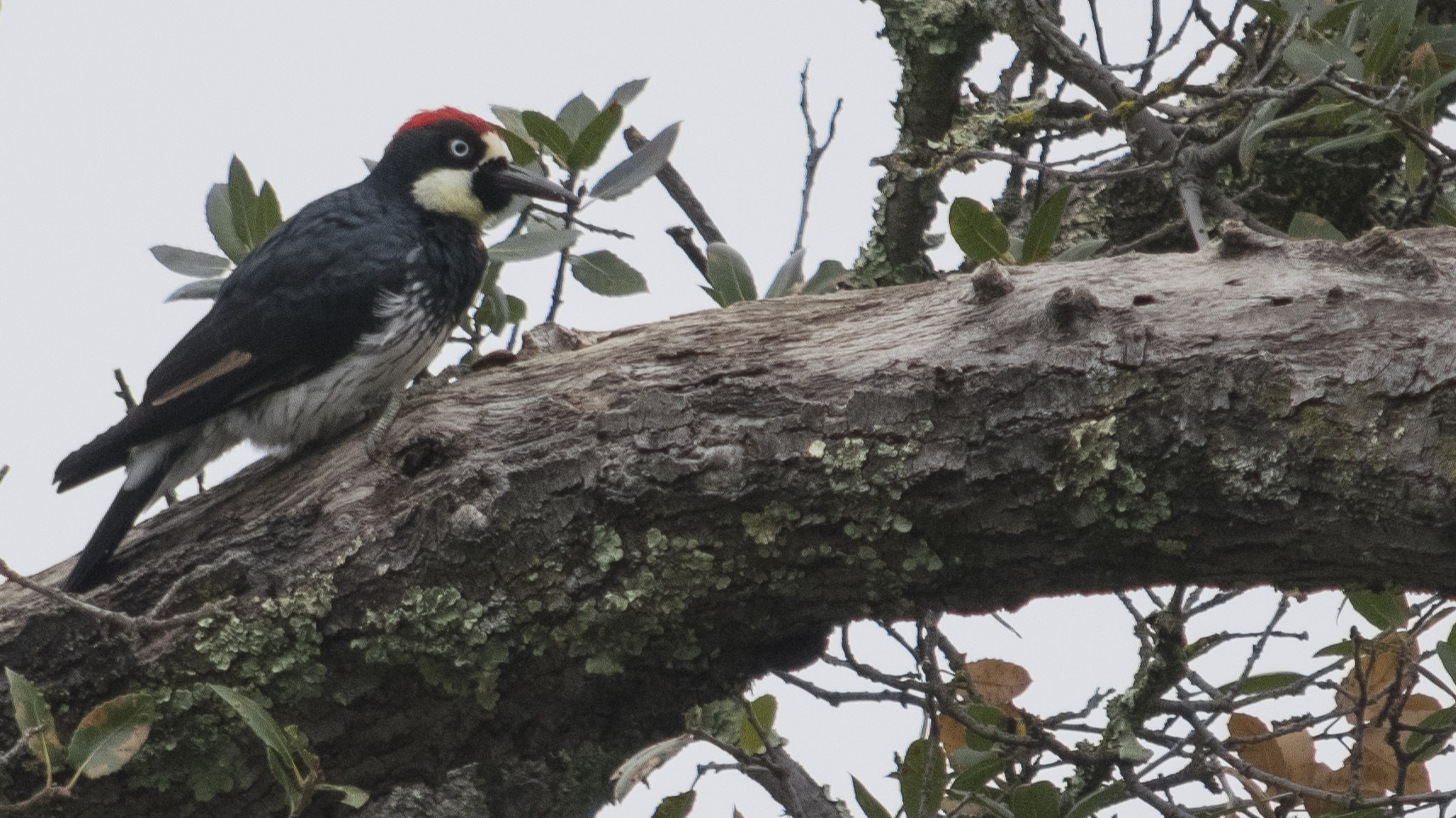Acorn Woodpecker 2021