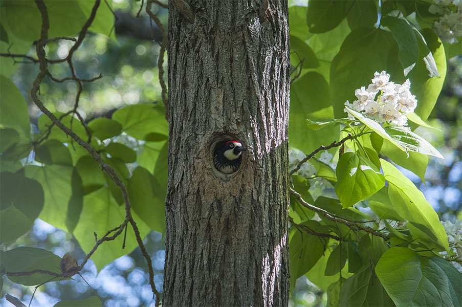 Catalpa Tree and Acorn Woodpecker