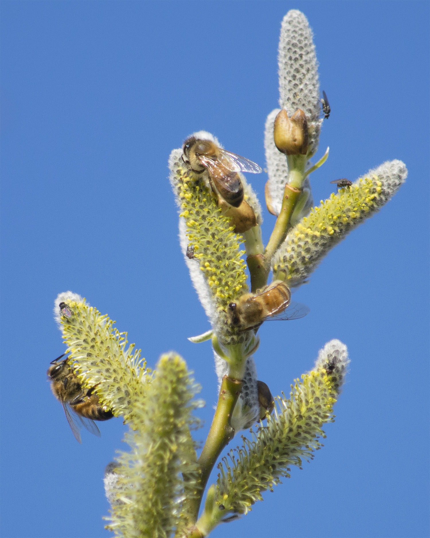 Willow Pollinators, MonteVerde Wetlands, Jan 2022