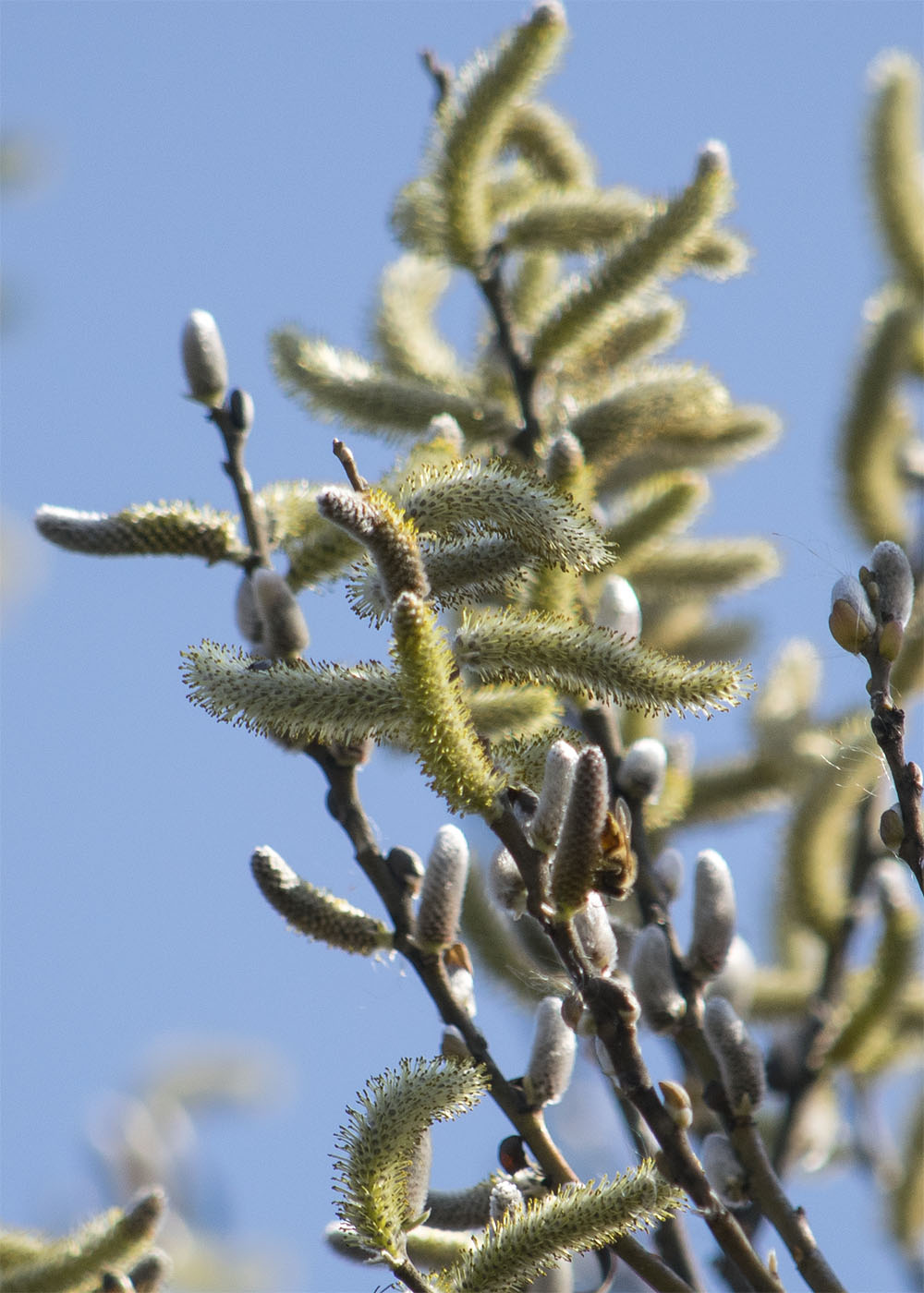 willow catkins, 2022