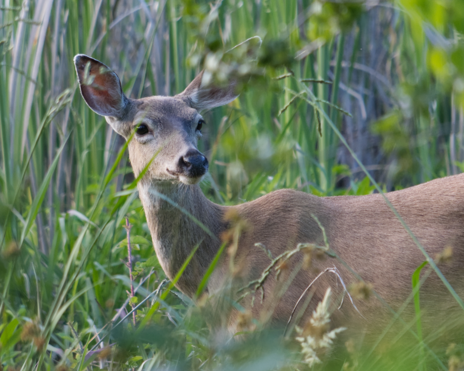 Photos SUMMER 2022 - Rocklin Wetlands