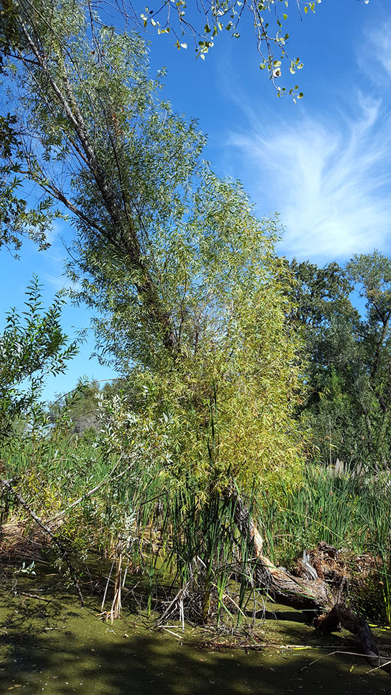 Goodding's Black Willow, Monte Verde Wetlands, 2022