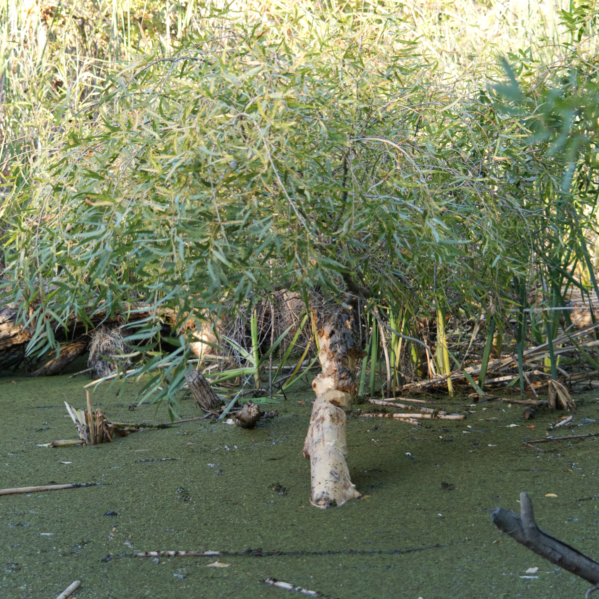 Willow eaten by Beavers, August 11, 2022