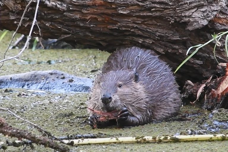 Beaver chewing willow bark, Monte Verde Wetlands, 2022