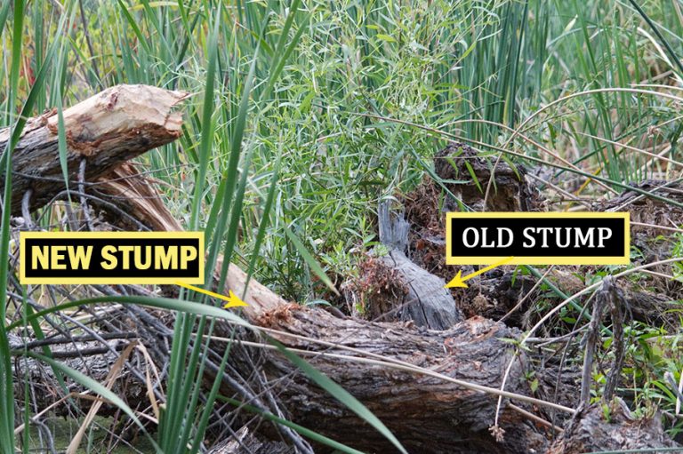 One Willow Tree That Fed The Beavers For YEARS Rocklin Wetlands   NewOldStumps 6446 768x511 