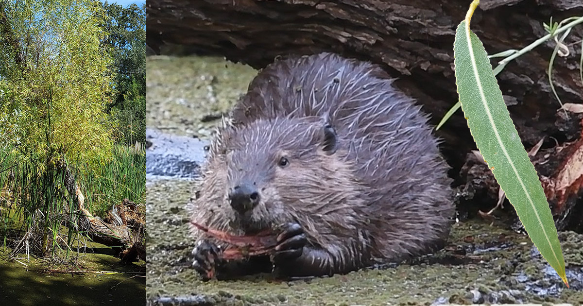 one-willow-tree-that-fed-the-beavers-for-years-rocklin-wetlands