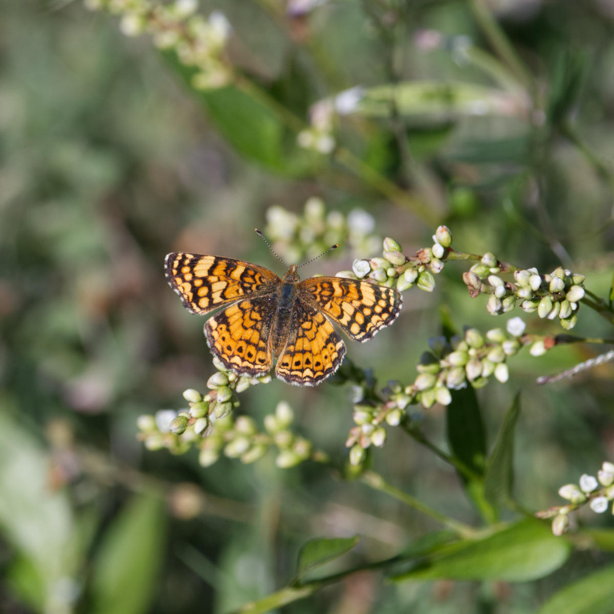 Mylitta Crescent Butterfly (Phyciodes mylitta) Mylitta Crescent Butterfly (Phyciodes mylitta)