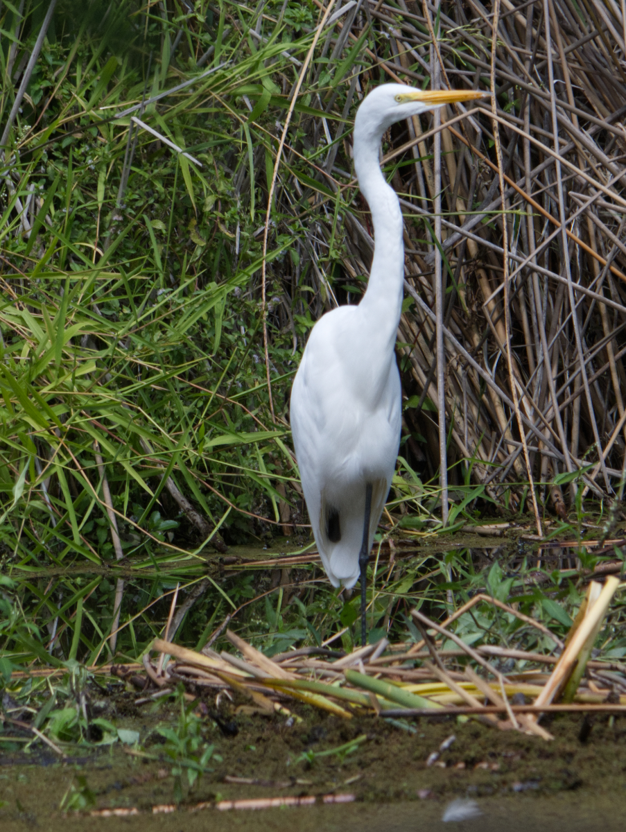 Photos FALL 2022 - Rocklin Wetlands