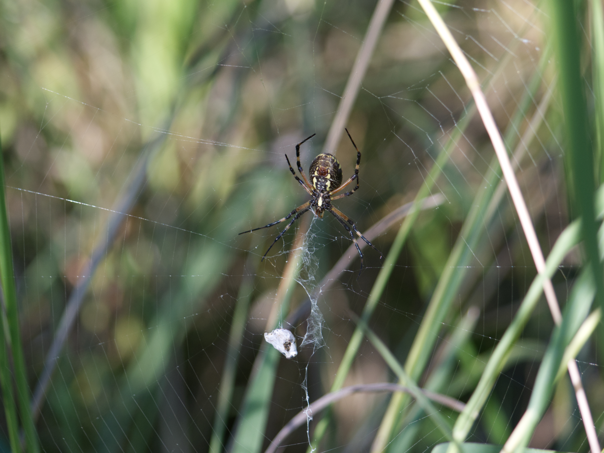 Yellow Garden Spider Yellow Garden Spider
