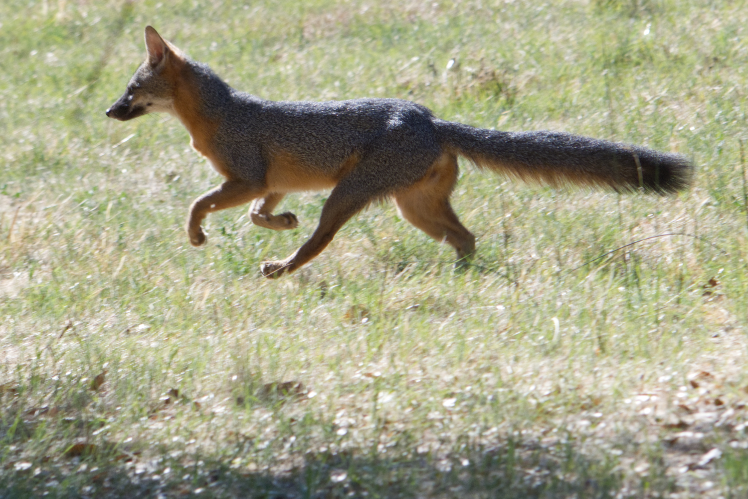 Gray Fox Gray Fox