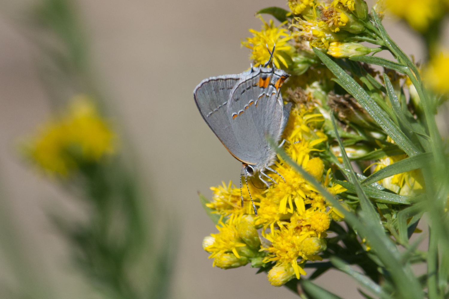 Gray Hairstreak Butterfly Gray Hairstreak Butterfly