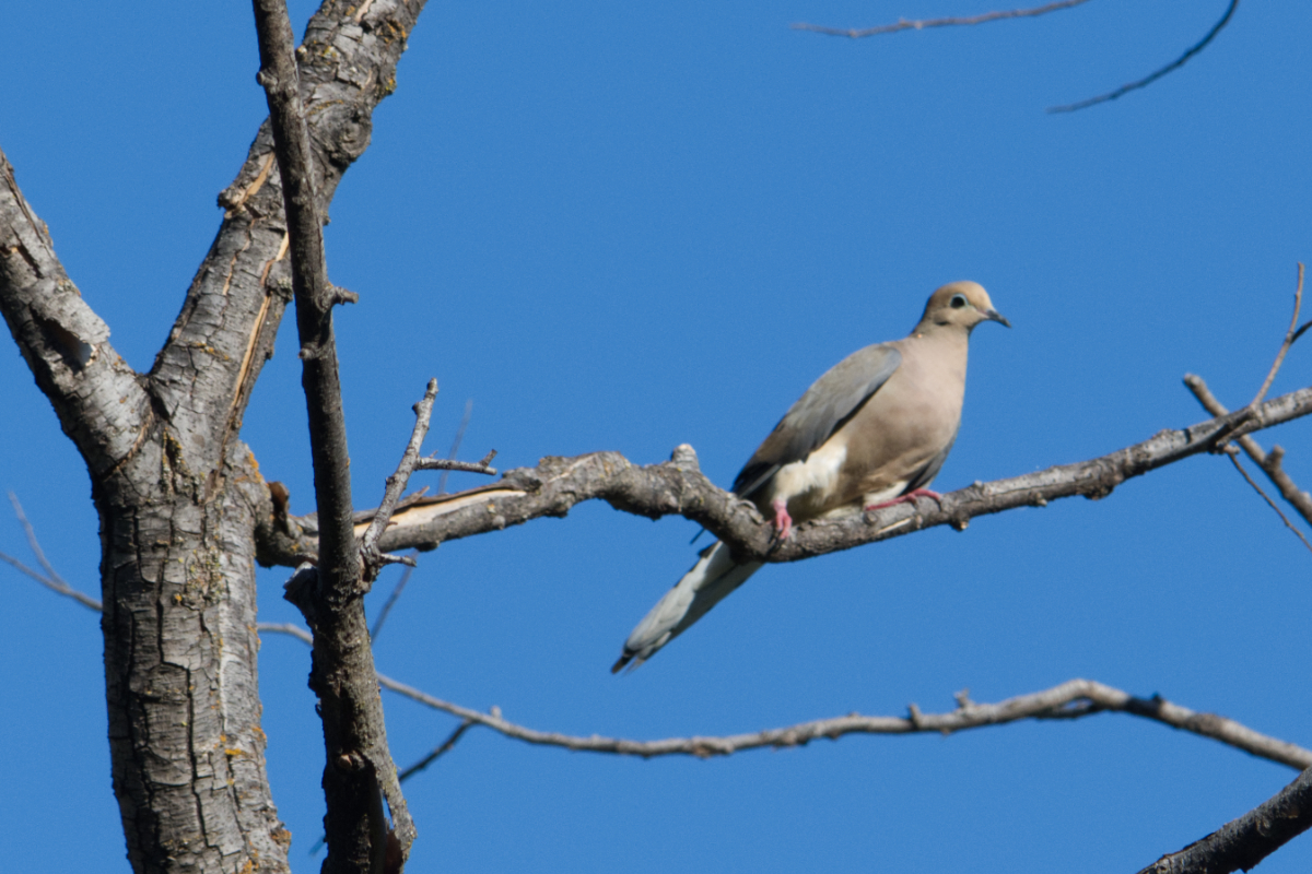 Mourning Dove Mourning Dove