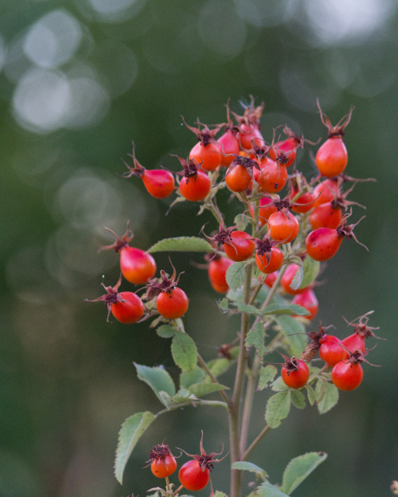 Rose Hips Rose Hips
