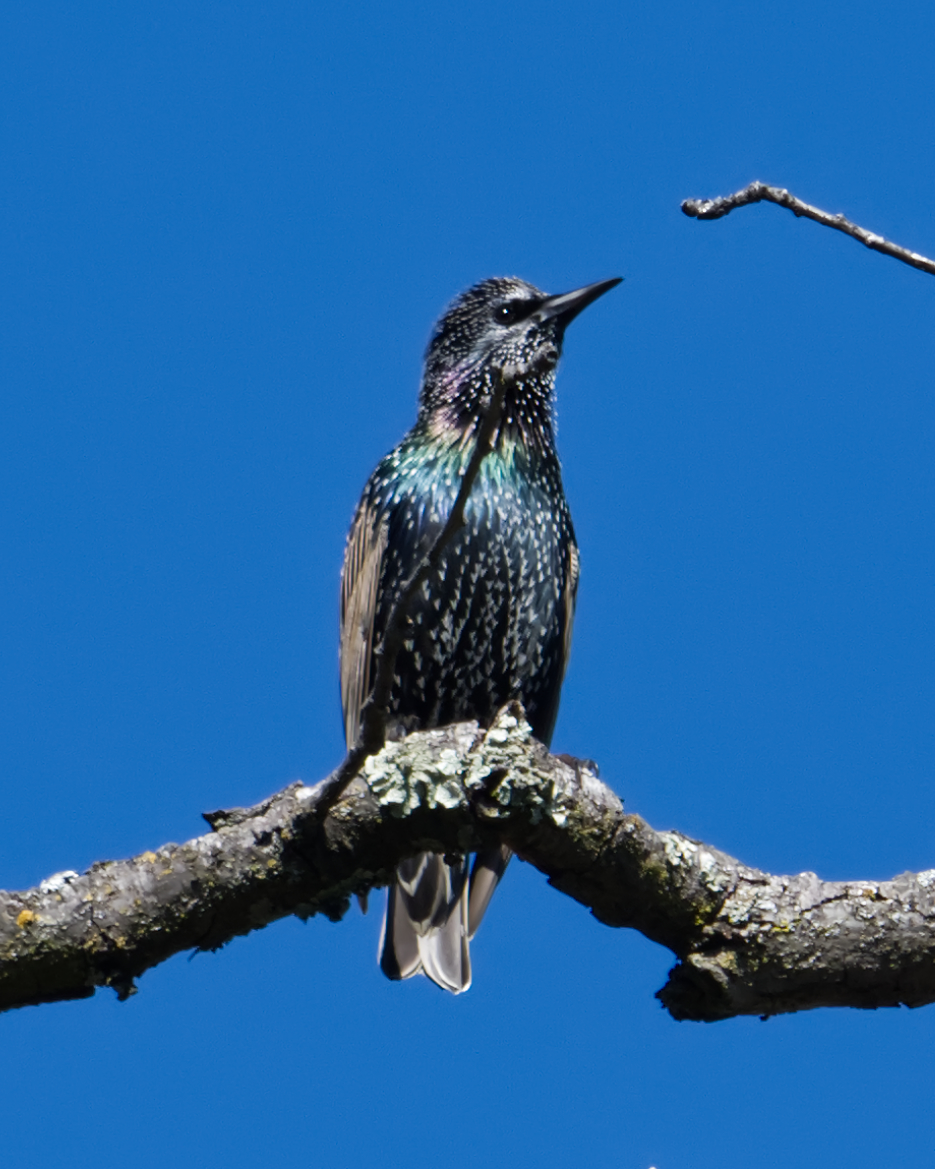 European starling European starling