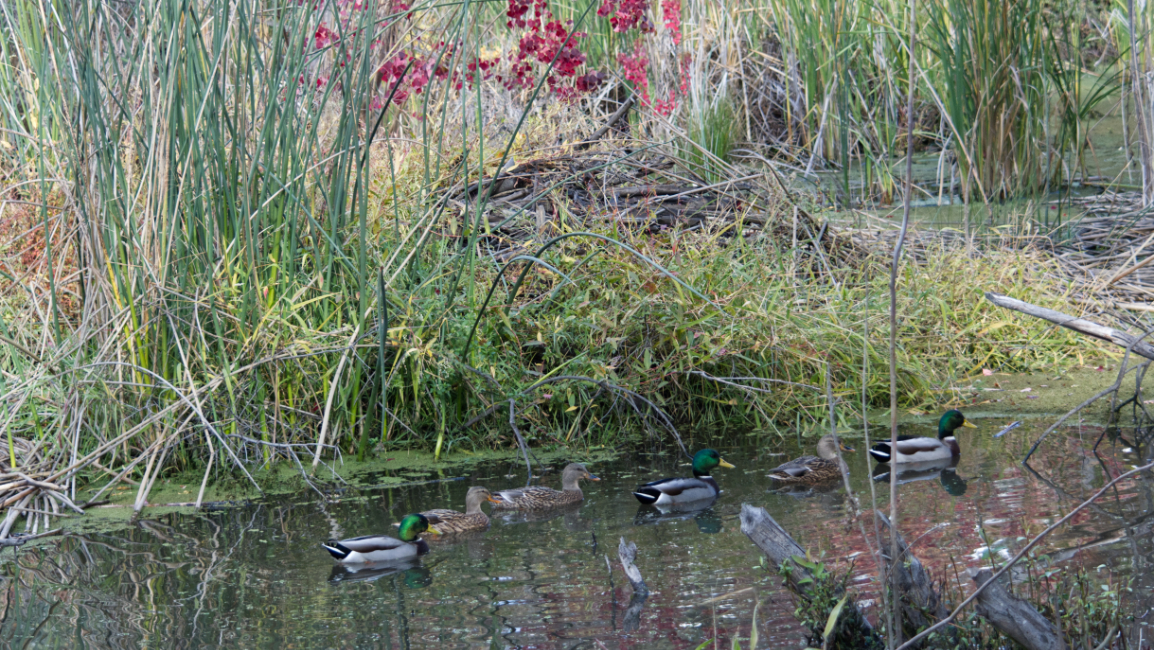 Mallards by Lodge, Nov 2022 Mallards by Lodge, Nov 2022