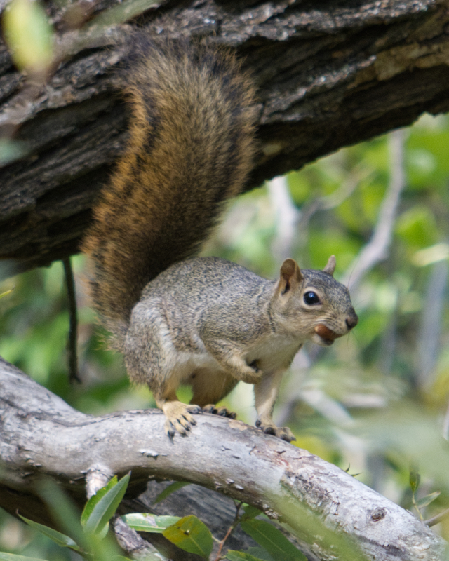EasternFoxSquirrel EasternFoxSquirrel