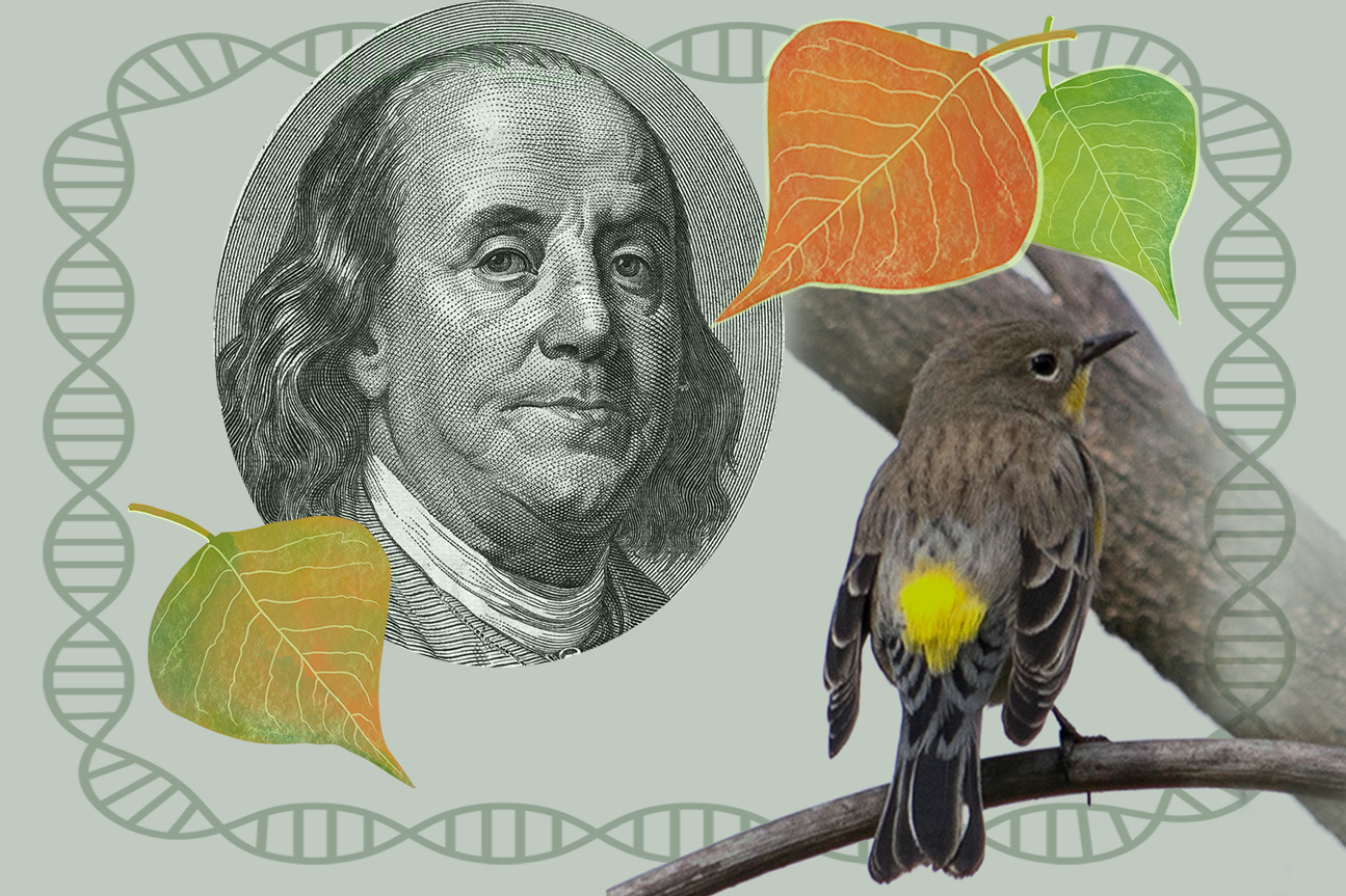 A non-native Tallow Tree, Benjamin Franklin, & the “Butter-Butt” bird.