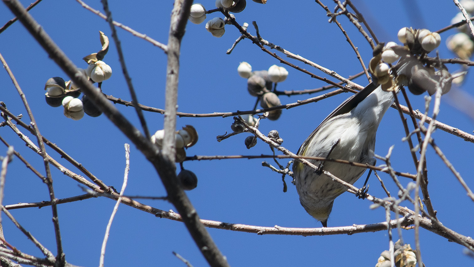 Yellow-Rumped Warbler foraging on Chinese Tallow Tree seeds