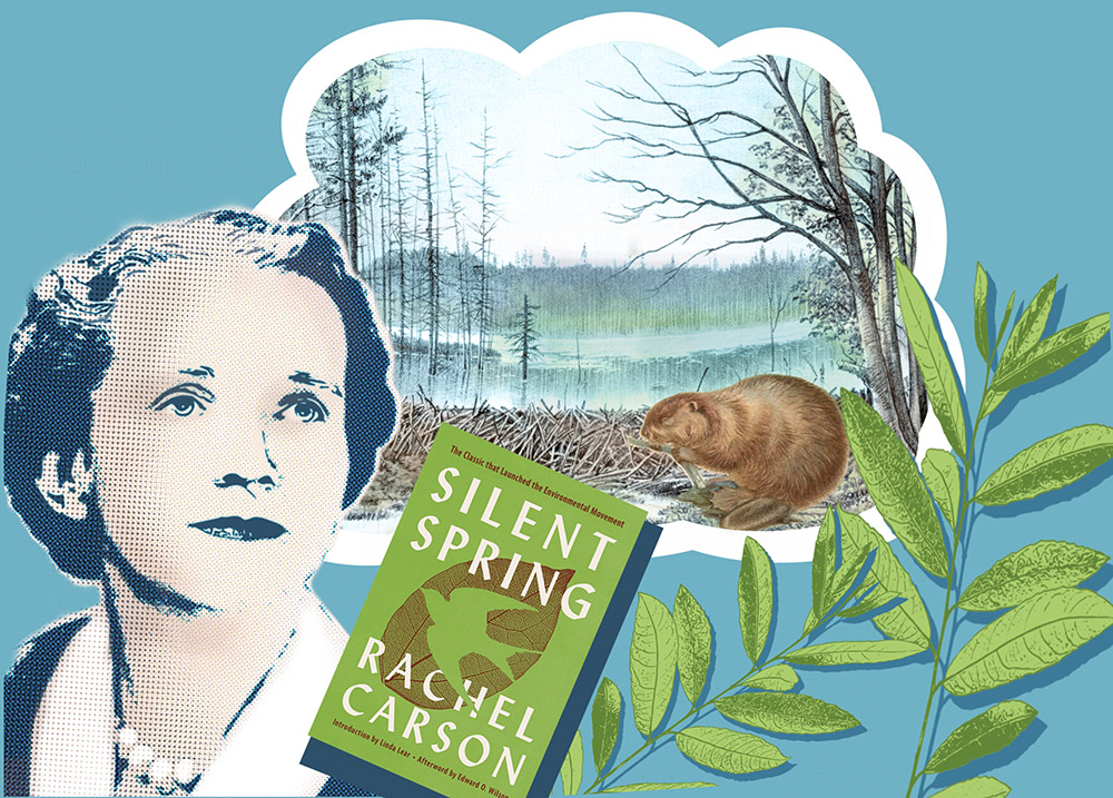 “Silent Stream” – Rachel Carson knew how important beavers & willows are to biodiverse ecosystems.