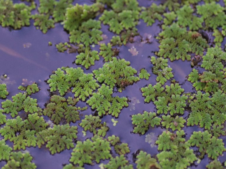 What is that green stuff floating on the water? - all about Azolla AKA ...